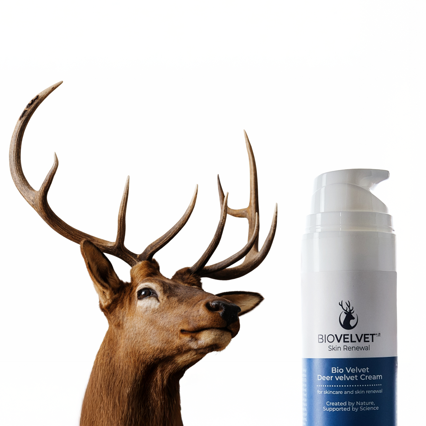 Deer velvet is the soft, rich covering on deer antlers and is one of the most nutrient-dense substances in nature. Antlers are the only organ in the animal kingdom that fully regrow.